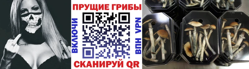 kraken сайт  Кудымкар  Псилоцибиновые грибы прущие грибы 